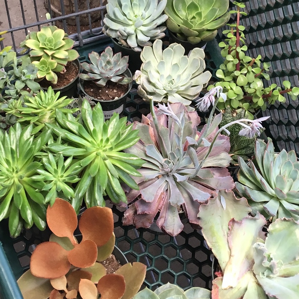 Meet your Posher, Logan